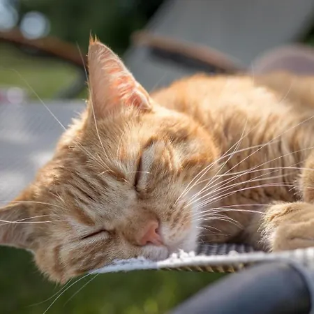 Strandkatze شقة