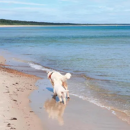 Strandkatze * آلتنكيرشن