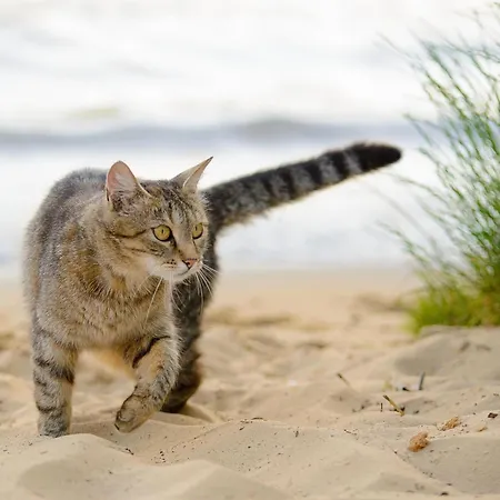 Strandkatze