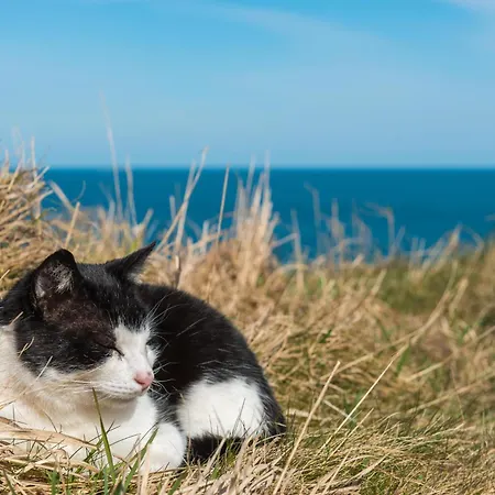 Strandkatze شقة آلتنكيرشن