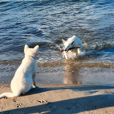 Strandkatze شقة